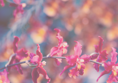 网站攻击软件工具